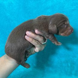 Brody - Chocolate and tan male Dachshund puppy in Lincoln, Arkansas from Red Dirt Dachshunds