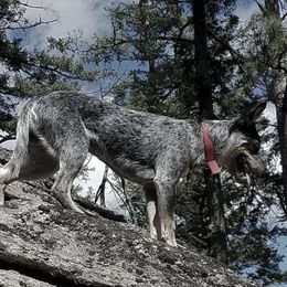Australian Cattle Dogs from MAF Cattle Dogs