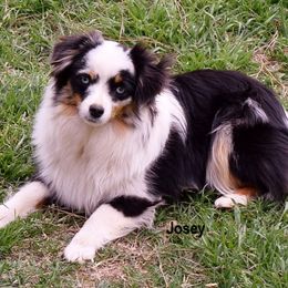 Josey - Toy Australian Shepherd