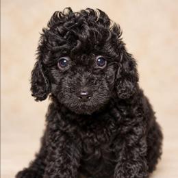 Touchdown (Toy Poodle) - Black male Poodle puppy in West Point, Mississippi from Golden Paws