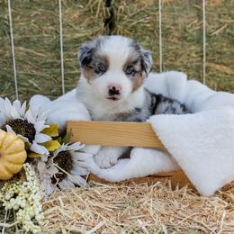 Australian Shepherd Puppies from Sweet Meadow Farms