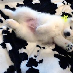 American Eskimo Dog Puppies from Tribe of Aryelle