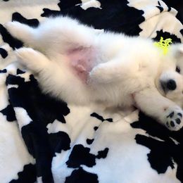 American Eskimo Dog Puppies from Tribe of Aryelle