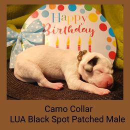 6 black spotted males - White and black male Dalmatian puppy in Perry, Michigan from Mid-Michigan Dalmatians