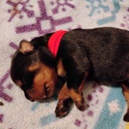 Boy 2 - male Rottweiler puppy in Jacksonville, Florida from Vom Jobaer Rottweilers