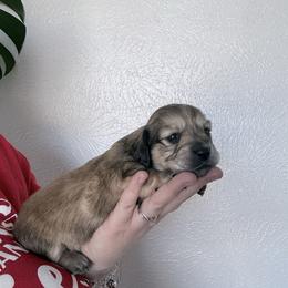 Peaches - Cream female Dachshund puppy in Fort Worth, Texas from The Holloway Dachshunds