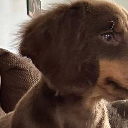 Dachshunds from Mini Dixie’s of Eastern KY