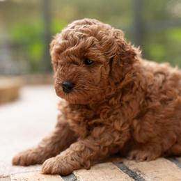 Erlyn - Red  female Goldendoodle puppy in Winter Springs, Florida from Lucky Heart TeddyBear Goldendoodles