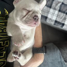 French Bulldog Puppies from Foster Lake Frenchies