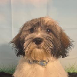 Earl - Silver sable male Havanese puppy in Clermont, Florida from Country Sweet Havanese and Creative Coaching
