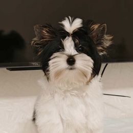 Nicholas - Biewer Terrier