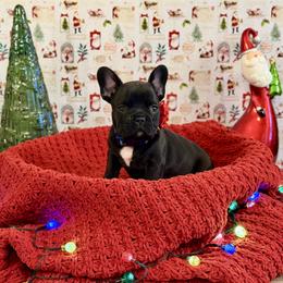Boy 6 - Black and white male French Bulldog puppy in Shields, Michigan from Michigan Frenchies