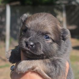 Bluey - Blue brindle male Pomeranian puppy in Fort Worth, Texas from Picture Perfect Poms