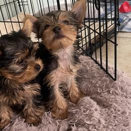Yorkshire Terriers from Teddys Yorkies