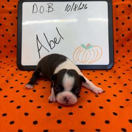Abel - Brindle and white male Boston Terrier puppy in Fillmore, Illinois from Wind Hill Puppies