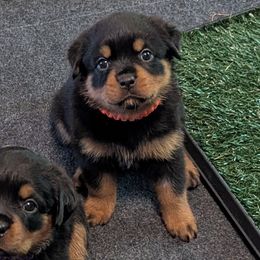 Girl 2 - Black and mahogany female Rottweiler puppy in Whitney, Texas from Prairie Valley Rottweilers