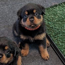 Girl 2 - Black and mahogany female Rottweiler puppy in Whitney, Texas from Prairie Valley Rottweilers