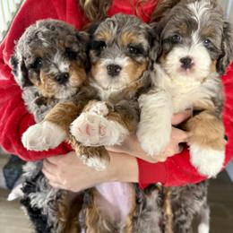 Bernedoodle puppies from Safe Havynn Doodles