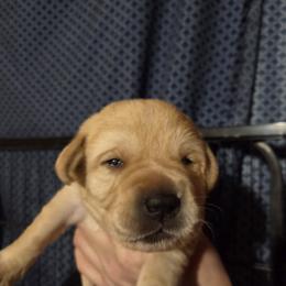 Male 5th Pick - Yellow male Labrador Retriever puppy in Andrews, South Carolina from Leyland Cypress Retrievers