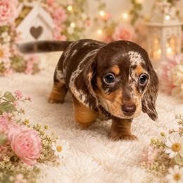 Honey - Dapple female Dachshund puppy in Dinwiddie, Virginia from White Oak Kennels