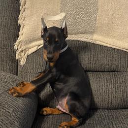 Silver Collar - Black and rust male Doberman Pinscher puppy in Lake City, Florida from Paintedcrazy Doberman Pinchers