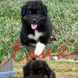 (2) Little James 1623 - Black tri-color male Australian Shepherd puppy in Huntington, Texas from JKKJ Farms