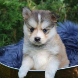 Iris - Gray and white female Pomsky puppy in Missouri from Husky Hill Kennel