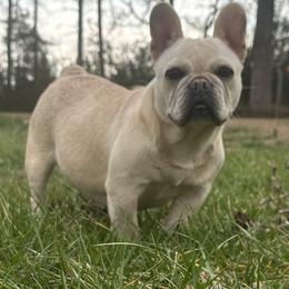 Bulldog and French Bulldog All Grown Up from Southern Standard Bulldogs