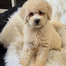 Atlas - Yellow and white male Bernedoodle puppy in Cleveland, Georgia from Jam's Doodles And Poodles