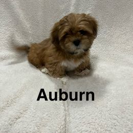 Lhasa Apso and Shih Tzu Puppies from The Ruff Life Tribe