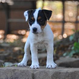 Frankie - Tri-color male Jack Russell Terrier puppy in Parks, Arkansas from Ethical Jacks