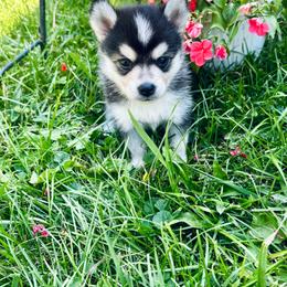 Pandora - Tri-color female Pomsky puppy in Burton, Michigan from Snow Shark Pomskys