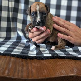 Raven - Brindle female Boxer puppy in New Holland, Pennsylvania from Shady Rill puppies
