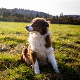 Aussiedoodles, Australian Shepherds, Miniature Australian Shepherds, and Poodles from Albright Hobby Farm