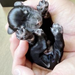 Miniature Schnauzer Puppies from Los Angeles Miniature Schnauzers