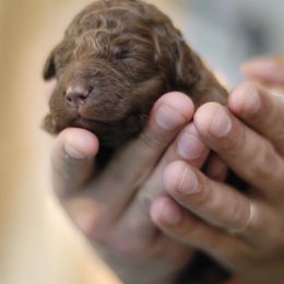 Lagotto Romagnolo Puppies from Morena