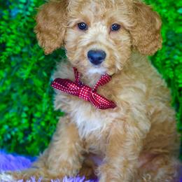 Marlin - Red  male Goldendoodle puppy in Brandon, Florida from Murphys Doodles