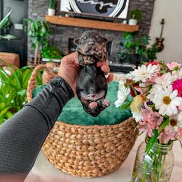 Bernedoodle, Cavapoo, Cavapoochon, Goldendoodle, Poodle, and Yorkipoo Puppies from Anchor Dogs