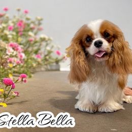Stella Bella - Cavalier King Charles Spaniel