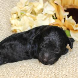 Binx- Male- AKC Mini Poodle- Stokesdale, NC - Black male Poodle puppy in Stokesdale, North Carolina from His and Hers Poodles and Doodles