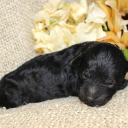 Binx- Male- AKC Mini Poodle- Stokesdale, NC - Black male Poodle puppy in Stokesdale, North Carolina from His and Hers Poodles and Doodles