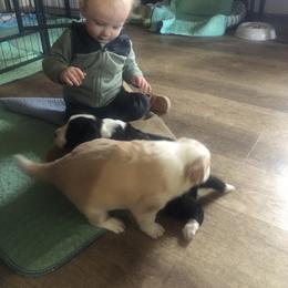 Border Collie Puppies from Cahill’s Canines