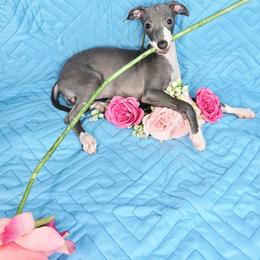 Do-Si-Do - White and blue female Italian Greyhound puppy in Cadwell, Georgia from All The DoDa Day Italian Greyhounds