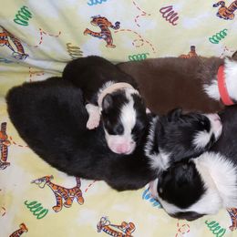 Australian Shepherd Puppies from Purple Tyger Creations