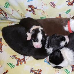 Australian Shepherd Puppies from Purple Tyger Creations