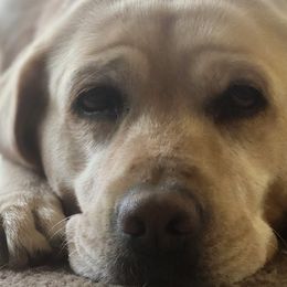 Remi - Labrador Retriever