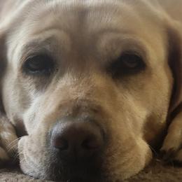 Remi - Labrador Retriever