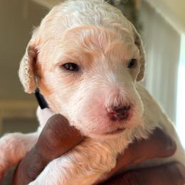Jade - Parti female Poodle puppy in Randallstown, Maryland from Parson Standards