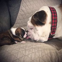 Bulldogs from Heather's Bulldogs