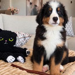 Mango - Tri-color male Bernese Mountain Dog puppy in Yuciapa, California from AlltheDoodlez_
